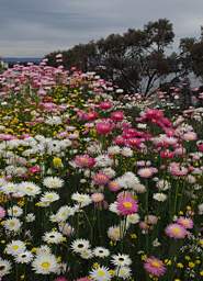 Flower Multiple