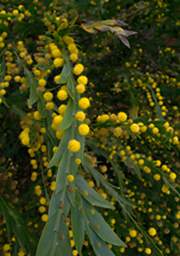 Flower Clay Wattle