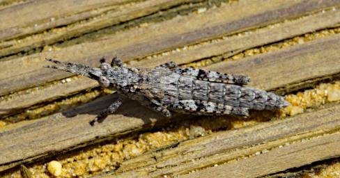Pinnacles Bug Xxx