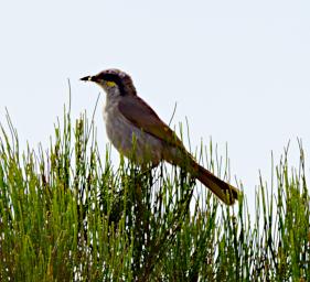 Pinnacles Bird Singing Honeyeater