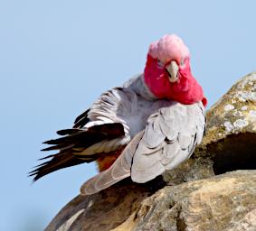 Galah