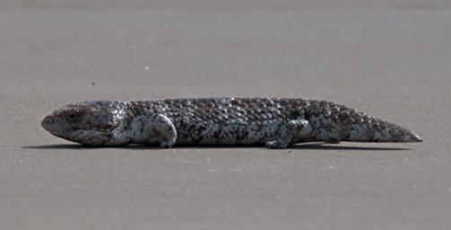 Pinnacles Bob Tailed Skink