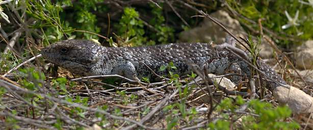 Pinnacles Bob Tailed Skink
