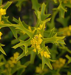 Flower Xxx Yellow