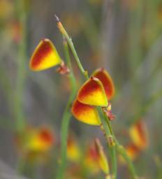 Flower Xxx Yellow Red