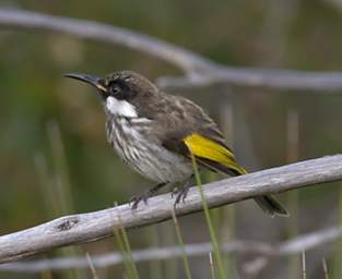 White Cheeked Honeyeater