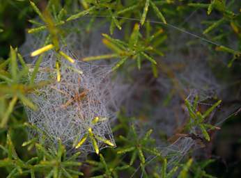 Spiderweb