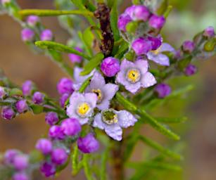 Flower Xxx Lavender
