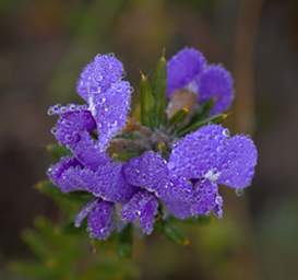Iced Flower Xxx Lavender
