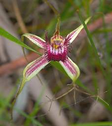 Flower Orchid Common Spider
