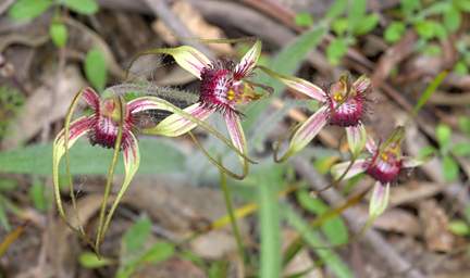 Flower Orchid Common Spider