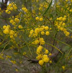 Flower Xxx Yellow