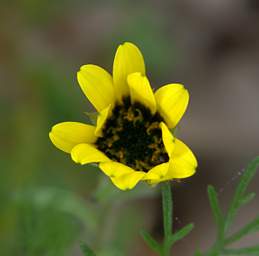 Flower Xxx Yellow