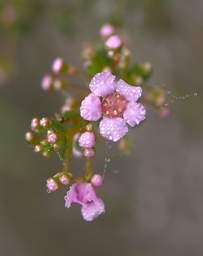 Flower Xxx Pink