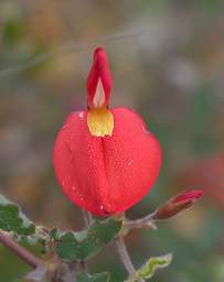 Flower Cockies Tongues