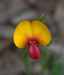 Flower Xxx Pea Yellow Red