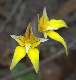 Flower Cowslip Orchid