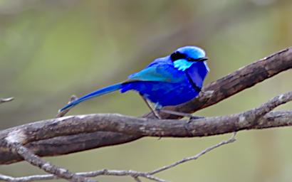 Splendid Fairy Wren
