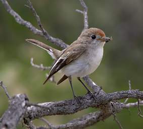 Red Capped Robin