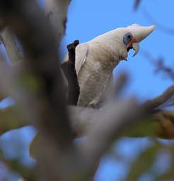 Western Corella