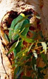 Australian Ringneck