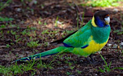 Australian Ringneck