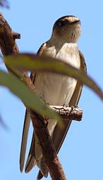 Bird Xxx Swallow
