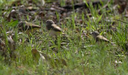 Western Yellow Robin
