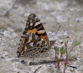 Butterfly Xxx