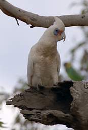 Western Corella