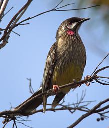 Red Wattlebird