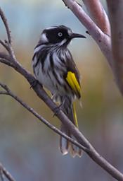 New Holland Honeyeater