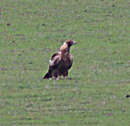 Wedge Tailed Eagle