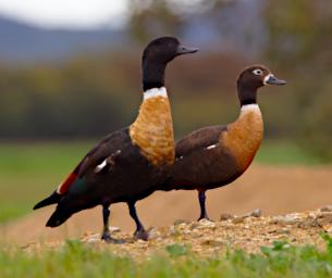 Australian Shelduck