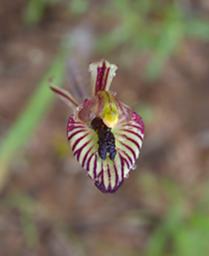 Flower Zebra Orchid