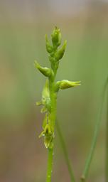 Flower Orchid Swamp Leak