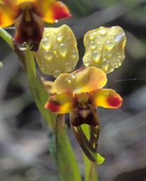 Flower Donkey Orchid