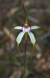 Flower Stark White Spider Orchid