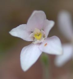 Flower Orchid Albino Dwarf Pink Fairy