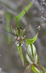 Flower Jug Orchid