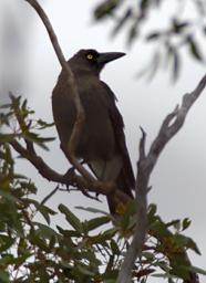 Grey Currawong