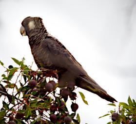 Baudins Black Cockatoo