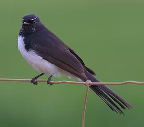 Willy Wagtail