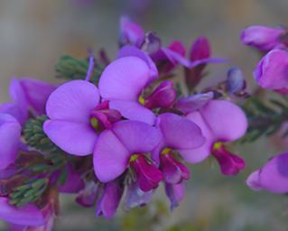 Fitzgerald NP Flower Xxx Pea Violet