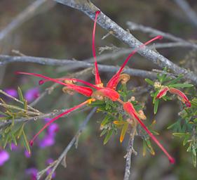 Flower Three Lobed Grevillea
