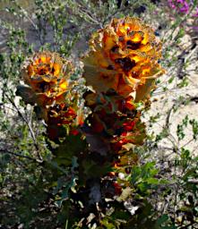 Flower Royal Hakea