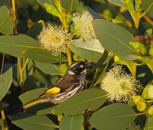 New Holland Honeyeater
