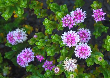 Flower Xxx White Pink