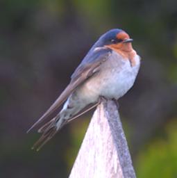 Bird Xxx Barn Swallow