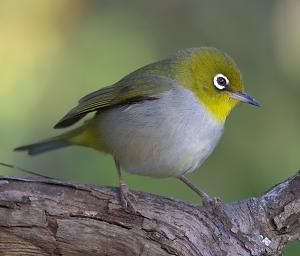 Silvereye